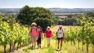 Quatre randonneurs en été au milieu des vignes des vins de Madiran